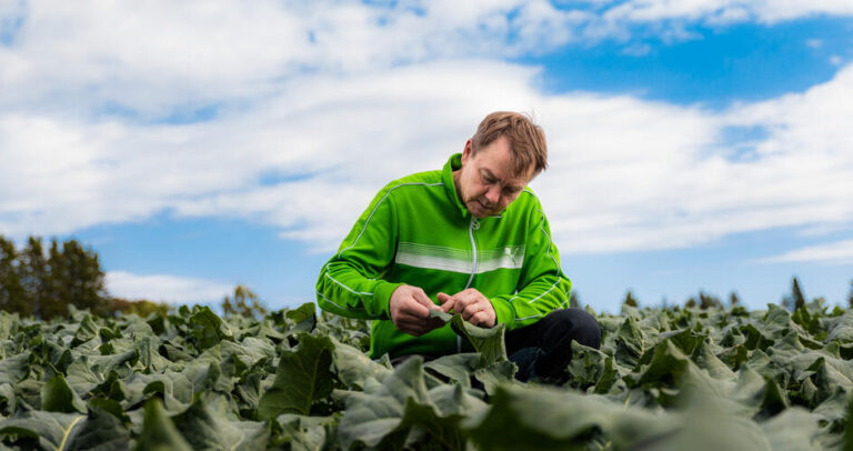 Calcium Nitrate with Boron: Enhancing Agricultural Productivity